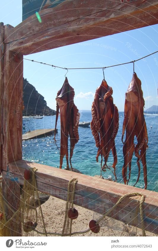 Menu, hanging octopus Squid Octopus Seafood Fish Food Nutrition Restaurant Gourmet Fresh Ocean Greece Cyclades Mediterranean sea the Aegean Island Water Blue