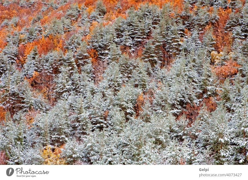 Nice snowy forest winter autumn chestnut pine background beautiful branches cold cool cover december freeze frost frosty horizontal january landscape light lush