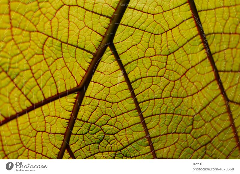 leaf veins Rachis Leaf Plant Foliage plant Close-up Rich in contrast