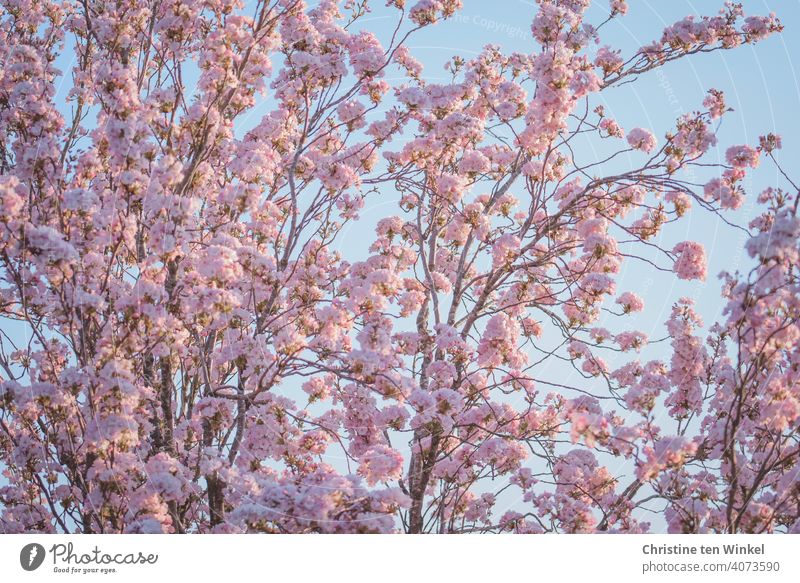 pink blossom dream ... View from below into a blooming ornamental cherry ( Prunus serrulata ) in front of a light blue sky Ornamental cherry Cherry blossom