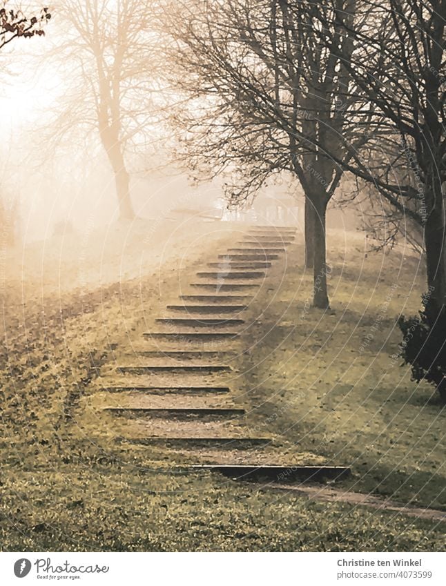 Morning atmosphere with diffuse sunlight ... A paved walkway leads between the trees along a hill morning mood Sunlight Diffuse foggy autumn mood off Trip
