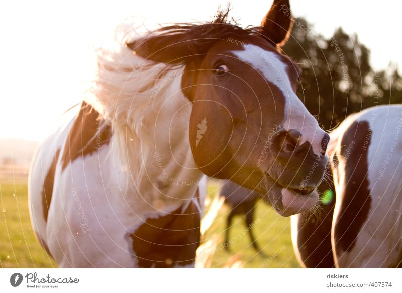 crazy Animal Pet Horse Observe Movement Authentic Brash Free Funny Wild Shake Colour photo Multicoloured Exterior shot Copy Space left Day Evening Light Shadow