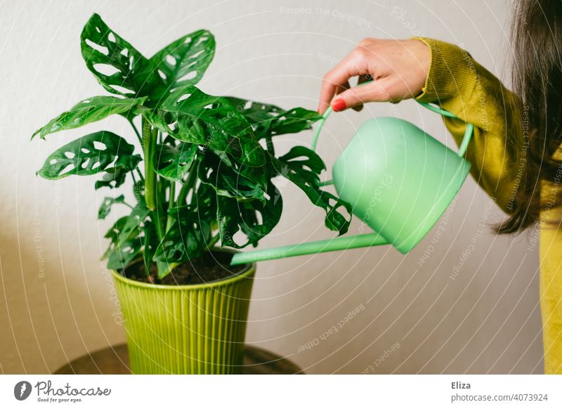 Woman watering her houseplant with a green watering can. Monkey Monstera adansonii. Plant Houseplant deliciosa monster Pot plant Cast Watering can Green