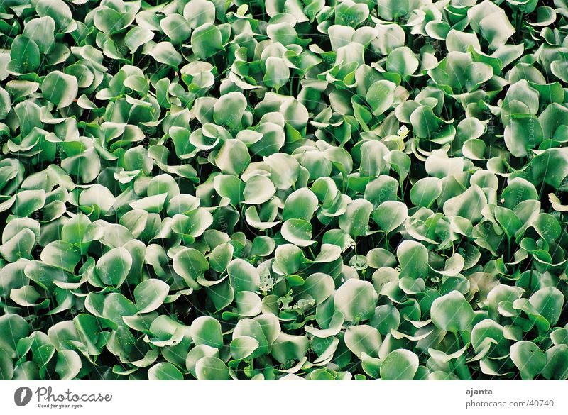 carpet of aquatic plants Aquatic plant Green Carpet Leaf Flat normal lens Detail