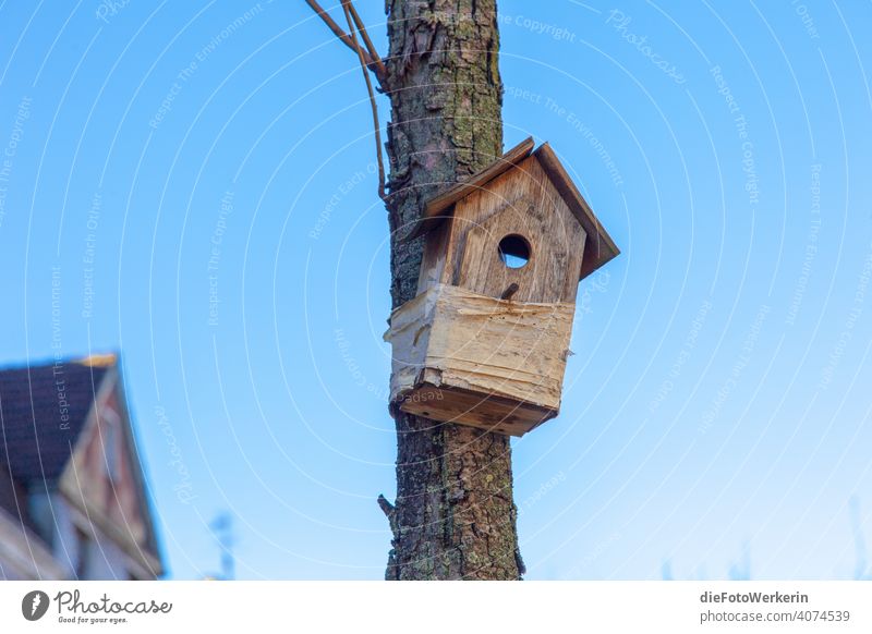 Birdhouse on a tree Tree colors Bright Nature Plant aviary Blue Exterior shot Colour photo Deserted Day Sky Cloudless sky Beautiful weather