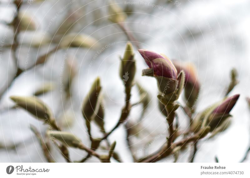 Opening pink bud of a magnolia flower - in the background more blurred closed buds Blossom Magnolia tree Magnolia blossom Pink Spring Nature Colour photo