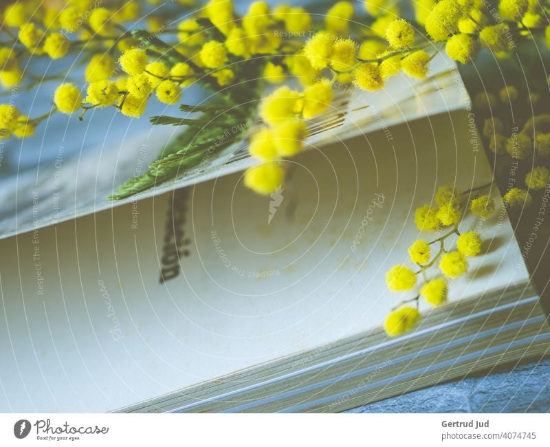 A sprig of mimosa lies on a book Flower Flowers and plants Book Still Life Plant Nature Colour photo Close-up Yellow yellow flower Mimosa Family Mimosa branch