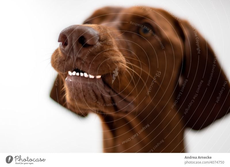 Dog shows his lower teeth Teeth Funny Vizsla observantly attention Hound Animal portrait Nose bokeh Colour photos Shallow depth of field white background Snout