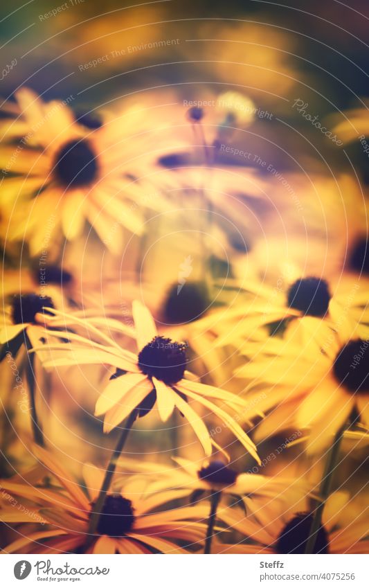 Color contest | Yellow coneflower Rudbeckia Yellow sun hat rudbeckia fulgida Flowerbed Perennial bed Carpet of flowers sea of blossoms common coneflower