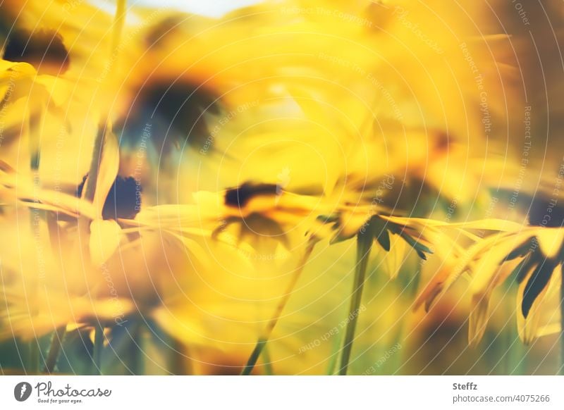 Last days of summer / yellow sun hats / dancing in the sun Yellow sun hat Rudbeckia yellow blossoms sunny orange yellow rudbeckia fulgida common coneflower