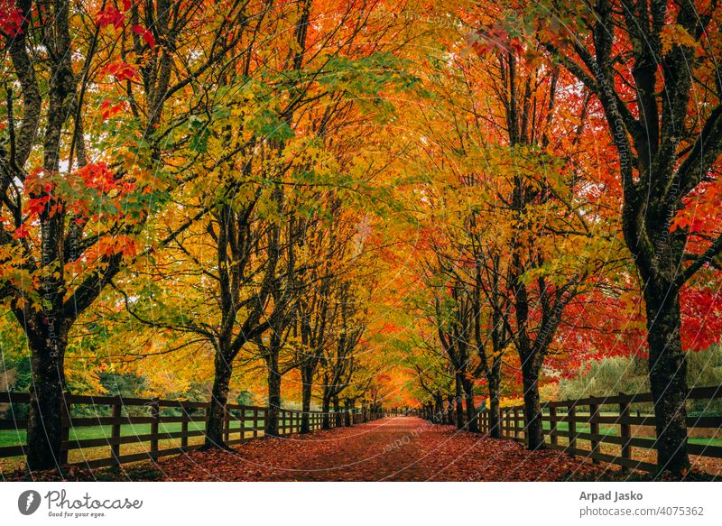 Take A Walk Fall Fall Colors Landscape Orange Red Snoqualmie Trees Washington autumn