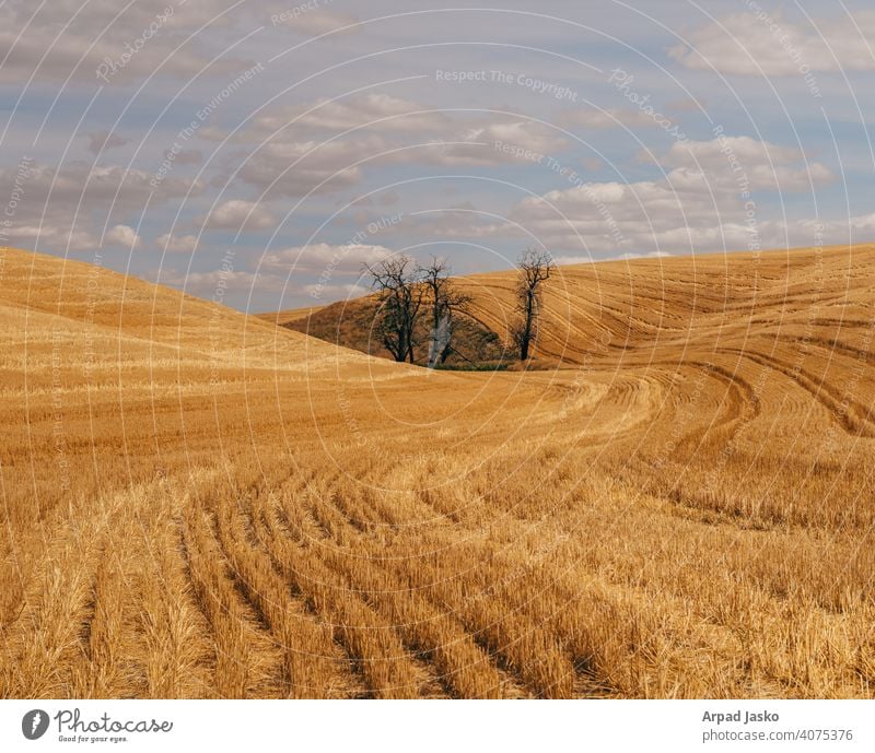 Variation On A Theme Country Desert Eural Harvest Landscape Palouse Washington wheat