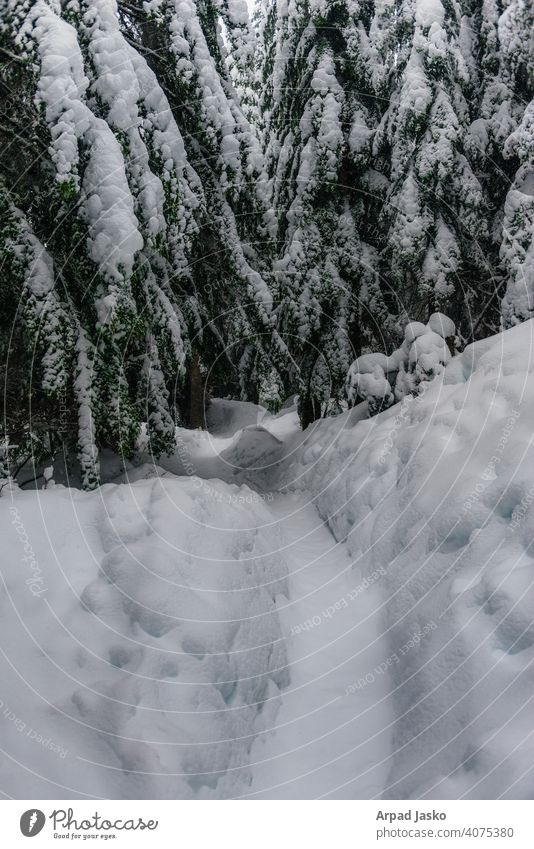 Walk Among Us Ice LANDSCAPES 2015 Landscapes Pacific Crest Trail Snoqalmie Pass Snow Trailscape Washington Winter