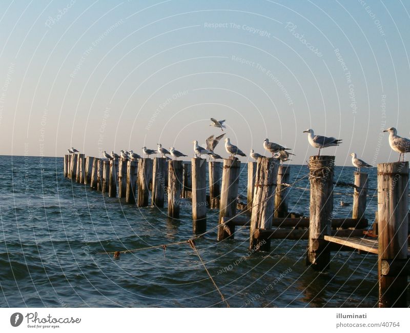 möwensteg Seagull Footbridge Ocean Bird Water Baltic Sea