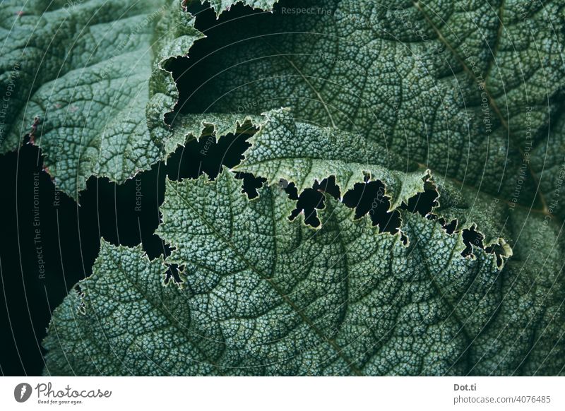 Monster Mammoth Leaf Rachis Gunnera mammoth leaf structure grained Plant Nature Green Colour photo Exterior shot Deserted Day Close-up Foliage plant