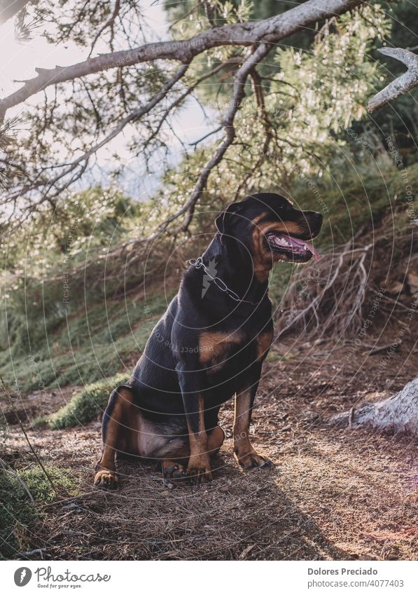A rottweiler sitting in the field on a sunny day Forest woods Exterior shot Deserted Pride Colour photo Brown Beautiful Joy Determination Wild Happiness Happy