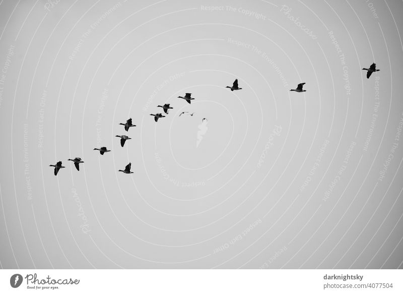 Wild geese migrating in V-shaped formation bird migration Avifauna observation Formation group voyage Migratory birds pulling Goose Flock Flock of birds Freedom