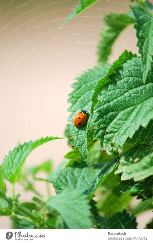 A ladybug sits on a stinging nettle. Stinging nettle nettle tea Diet Blood circulation Detoxification dehydrating Eating food vitamins salubriously Healthy