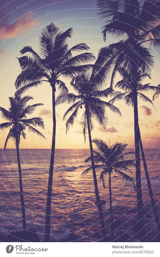 Coconut palm trees silhouettes at sunset, color toning applied, Sri Lanka. tropical beach coconut sunrise peaceful getaway water island paradise nature ocean
