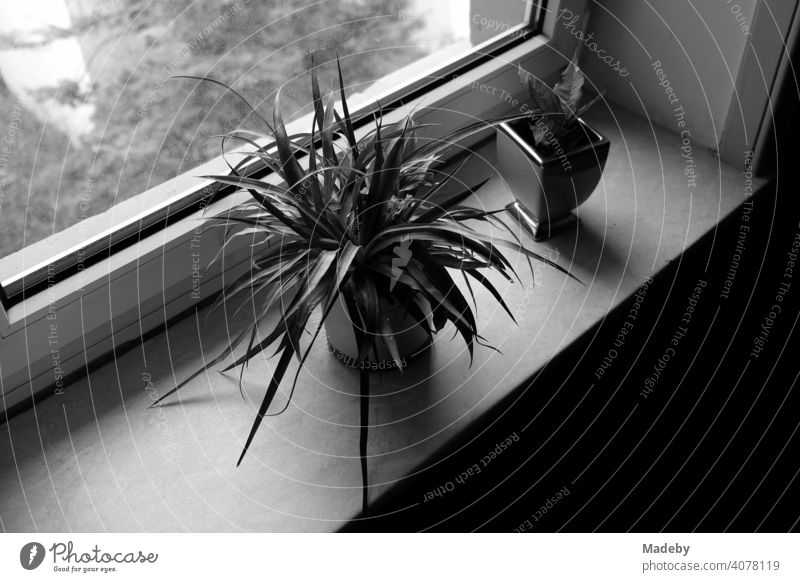 Succulent and another potted plant in the stairwell of an old apartment building in the North End of Frankfurt am Main in Hesse, photographed in classic black and white