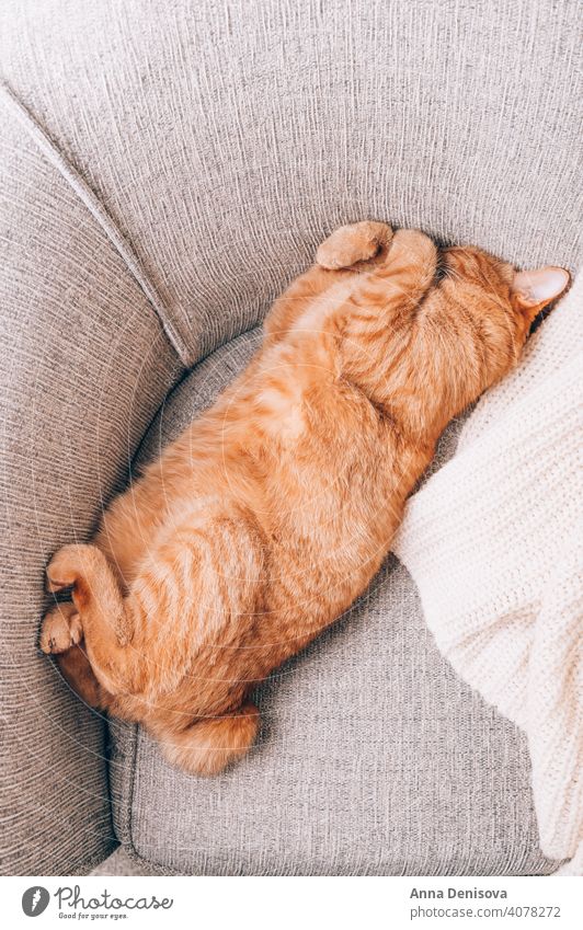 Ginger cat is laying on sofa ginger pet animal cute sleeping domestic cat portrait fluffy orange cat red fur furry home comfort relax yellow adorable looking