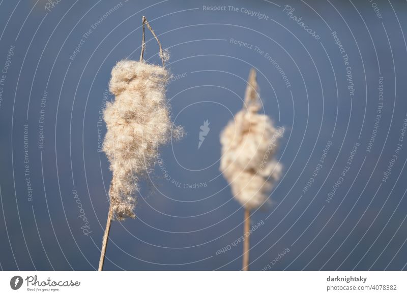 Two cattail fruit clusters with adhering flight seeds in spring Typha Cattail (Typha) reed Grass Nature blue background white freshness colouring Exterior shot