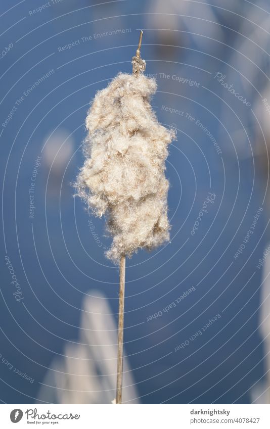 Single fruiting stage of cattail with adhering flight seeds in spring (Typha) Cattail (Typha) reed Grass Nature blue background white freshness colouring