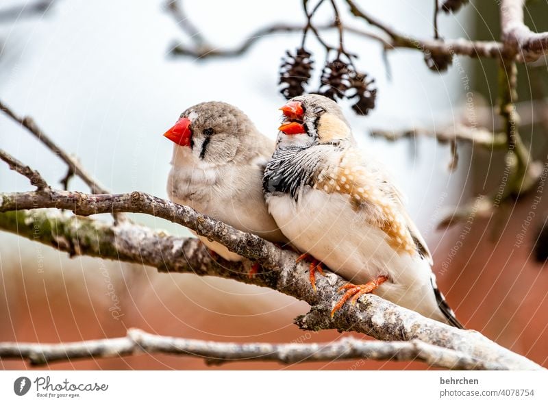 serenity even when she screams in common Together Couple Animal portrait blurriness Contrast Light Day Deserted Close-up Exterior shot Colour photo Beak Small