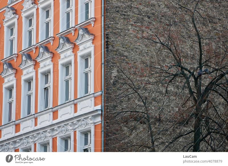Berlin house facade in old and new over corner with tree and lovebirds House (Residential Structure) Building New Old Architecture Facade variegated Tree Window