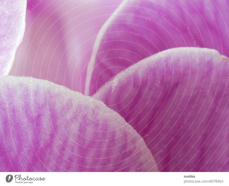 Petals of an orchid hide behind each other Orchid Blossom Blossom leave petals Macro (Extreme close-up) macro Pink Flower blossoms veins Round Close-up