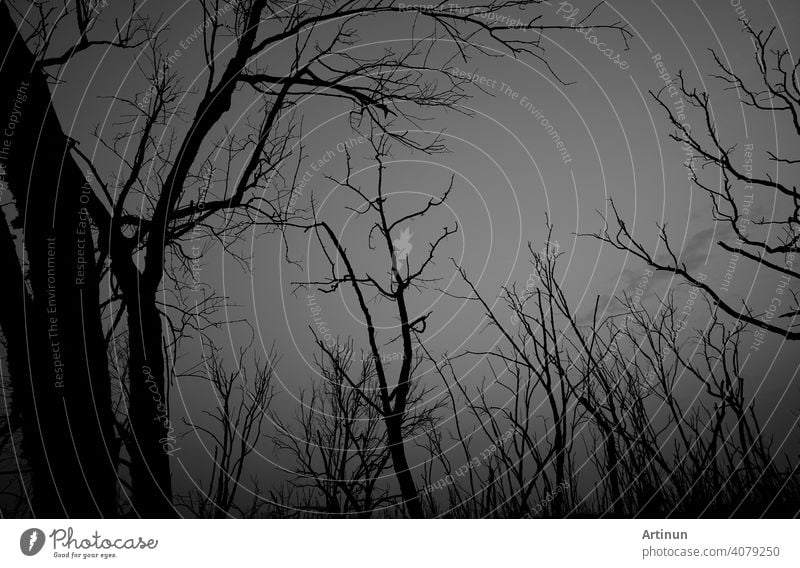 Low angle view of silhouette dead tree against dark dramatic sky. Background for lonely, sad, hopeless, death, and despair. Black leafless trees with branches in the forest. Sad nature for sad emotion