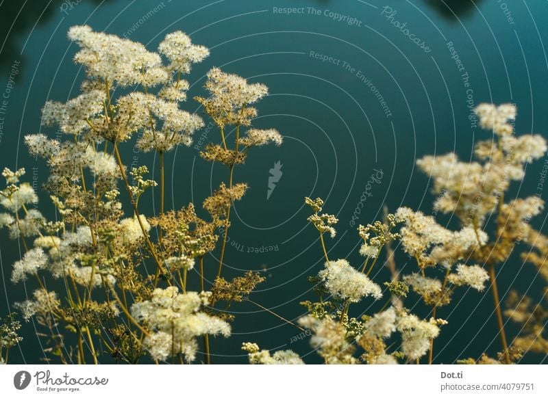 Meadowsweet maedesuess Nature photo Plant Blossom bank naturally Colour photo Exterior shot Shallow depth of field Environment Deserted Summer Pond Blossoming