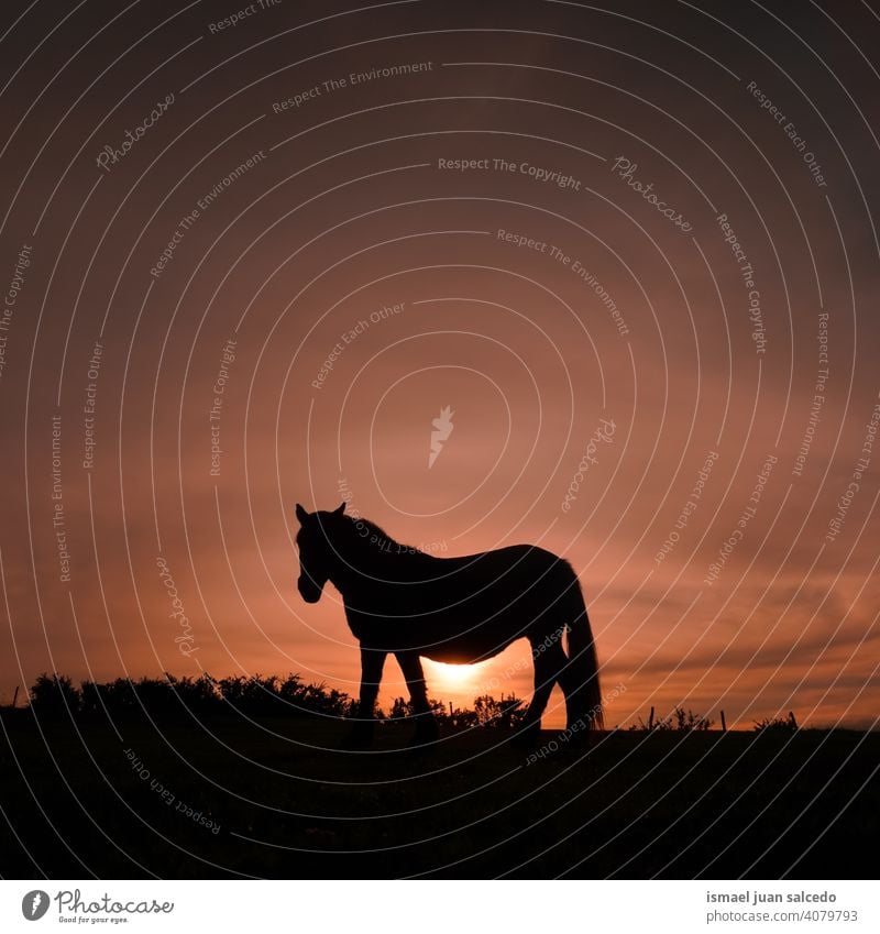 horse silhouette in the meadow with the sunset sunlight animal animal themes wild nature cute beauty elegant wild life wildlife rural rural scene field country