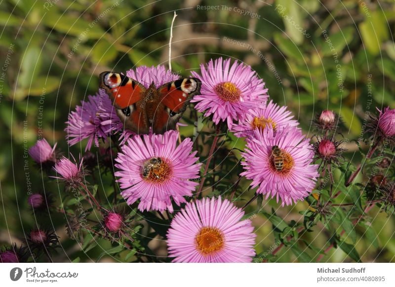 2 honeybees (Carnica) and 1 peacock nage (butterfly) in a purple/pink aster,sitting in the midday sun. Aster Pink Flower Plant Garden out on the outside Midday