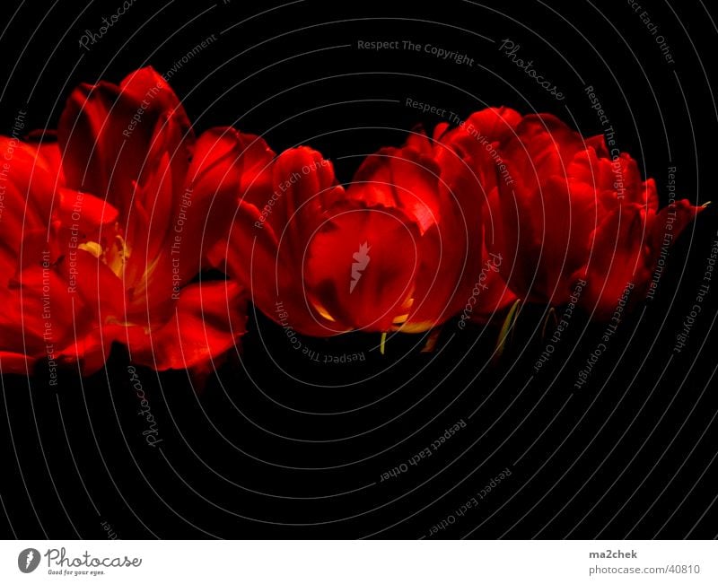 tulip orgy Tulip Flower Dark Red Photographic technology tonal correction Macro (Extreme close-up)