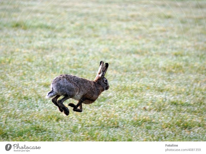Hurry up, Easter Bunny! Run! rabbit Hare & Rabbit & Bunny Animal Ear Pelt Colour photo 1 Exterior shot Day Cute Deserted Animal face Shallow depth of field
