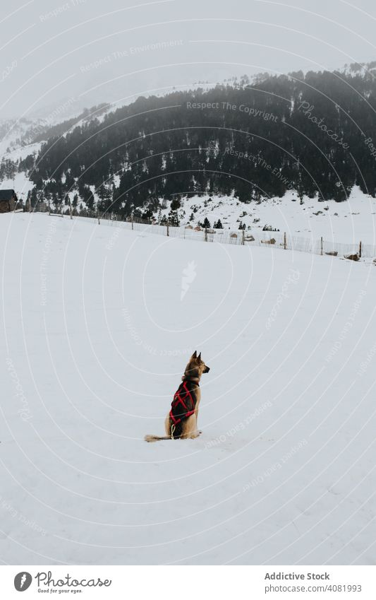 Dog sitting in snowy countryside dog winter pet nature rural domestic german shepherd canine purebred cold cool weather hill scenic landscape mammal animal