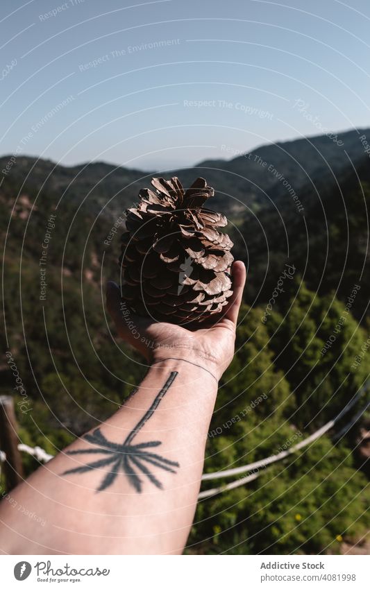 Crop hand with huge cone in countryside conifer showing forest mountain large sunny daytime view organic natural big tattoo palm traditional plant demonstrating
