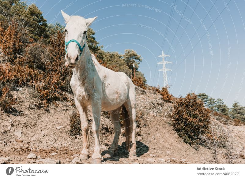 White horse on hill slope countryside sunny daytime sky cloudless landscape rural nature white autumn season fall harmony idyllic calm tranquil serene peaceful