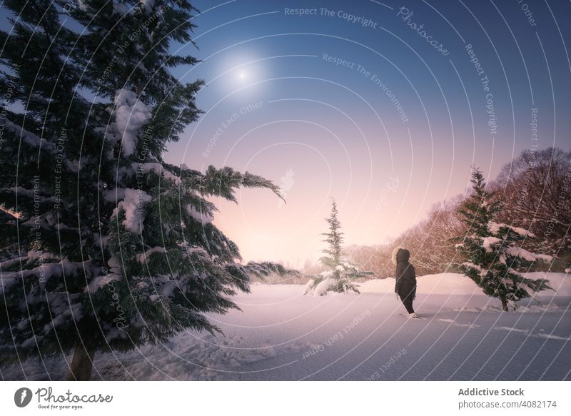 Traveler walking on snow around conifer trees traveler sky female silhouette picturesque terrain fir winter cold woman nature lifestyle landscape season forest
