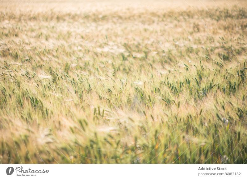Jiggling tall grass in rural field waving jiggle wind natural nature light sunny season agriculture outdoors blowing botany background summer meadow sunlight