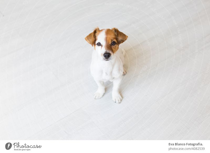 portrait of a young beautiful dog sitting on the wood floor and looking at the camera. He is cute and small size. Pets indoors background friend adorable calm