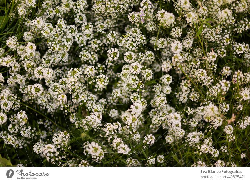 top view of a green and white plant with flowers. Spring or summer season. Nature meadow petal blooming flora bright grow sunshine park ground field wild flower