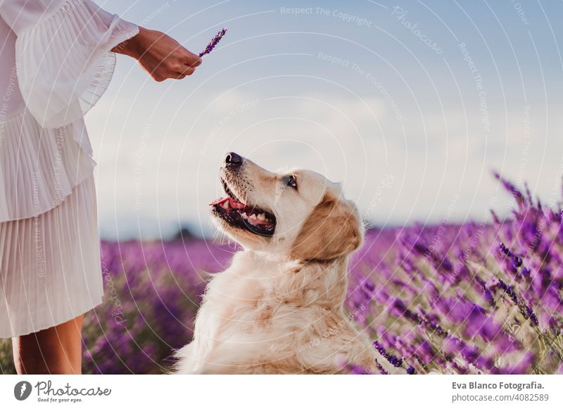 Adorable Golden Retriever dog in lavender field at sunset with her owner. Beautiful portrait of young dog. Pets outdoors and lifestyle purebred meadow outside