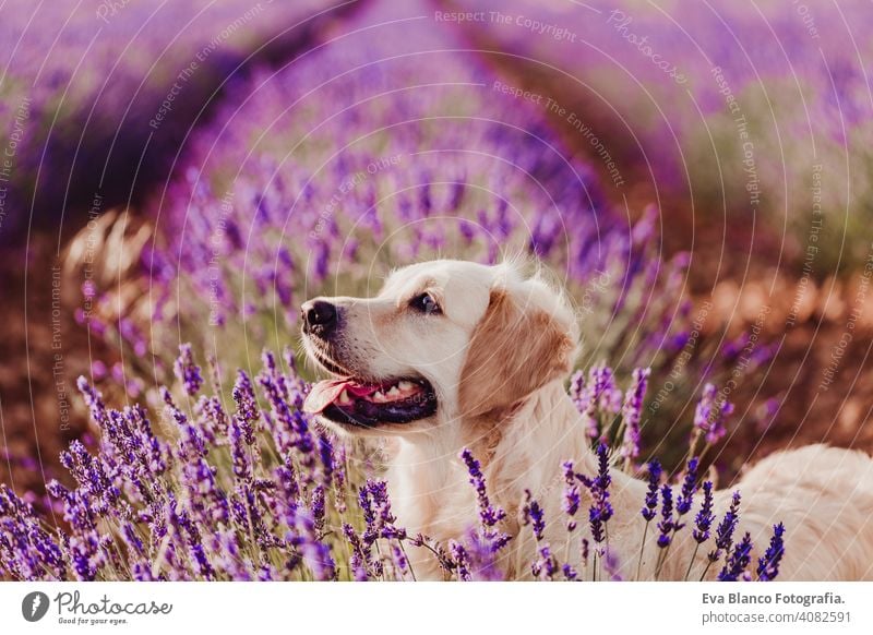 Adorable Golden Retriever dog in lavender field at sunset. Beautiful portrait of young dog. Pets outdoors and lifestyle purebred meadow outside cute nose head