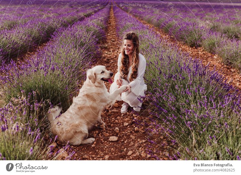 beautiful woman with her golden retriever dog in lavender fields at sunset. Pets outdoors and lifestyle meadow beauty leisure freedom dress care smile summer