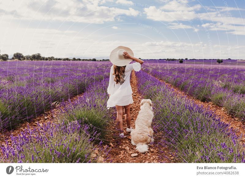 beautiful woman with her golden retriever dog in lavender fields at sunset. Pets outdoors and lifestyle. Back view meadow beauty leisure freedom dress care