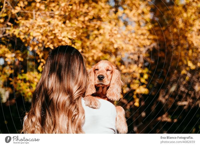 young woman and her cute puppy cocker spaniel dog outdoors in a park. Sunny weather, yellow leaves background pet sunny love hug smile back view kiss breed