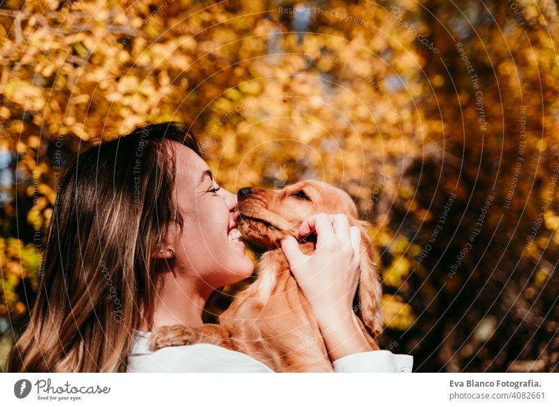 young woman and her cute puppy cocker spaniel dog outdoors in a park. Sunny weather, yellow leaves background. Dog kissing owner pet sunny love hug smile