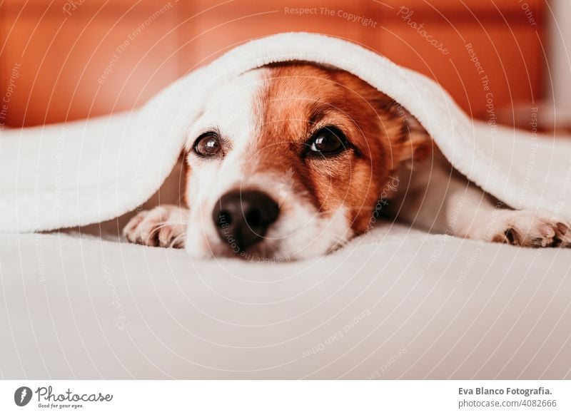 cute small jack russell dog resting on bed on a sunny day covered with a blanket sleeping tired eyes closed snout nobody enjoy lazy snore happy comfort